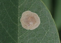 Chrysaster ostensackenella