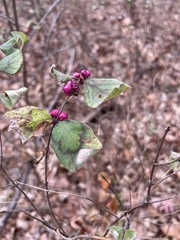 Symphoricarpos orbiculatus