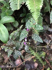 Hypoestes