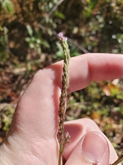 Verbena brasiliensis