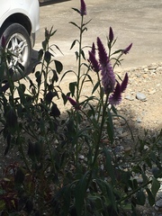Celosia spicata
