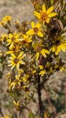 Senecio clivicola