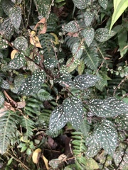 Hypoestes