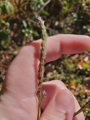 Verbena brasiliensis
