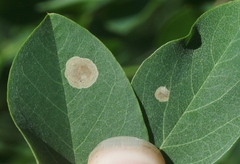 Chrysaster ostensackenella