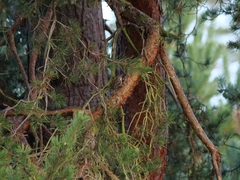 Certhia brachydactyla