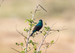 Cinnyris mariquensis