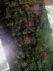 Hyperphyscia adglutinata