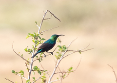 Cinnyris mariquensis