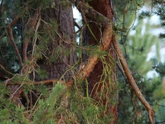 Certhia brachydactyla