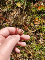Verbena brasiliensis