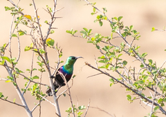 Cinnyris mariquensis