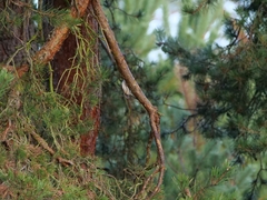 Certhia brachydactyla