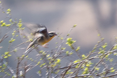 Emberiza flaviventris