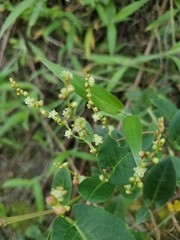 Muehlenbeckia tamnifolia