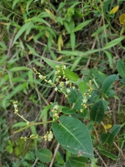 Muehlenbeckia tamnifolia