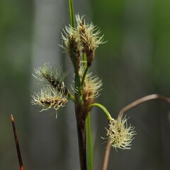 Eriophorum angustifolium