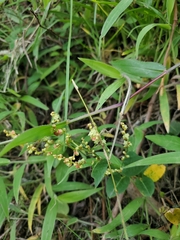 Muehlenbeckia tamnifolia