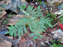 Pteris tripartita