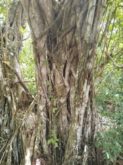 Ficus microcarpa