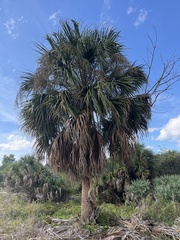 Coryphoideae
