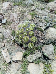 Mammillaria compressa compressa