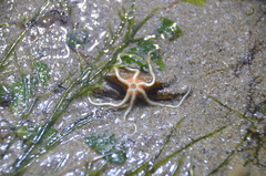 Macrophiothrix