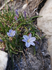 Caesia capensis