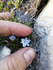 Caesia capensis