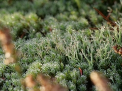 Cladonia furcata