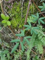Pellaea ternifolia