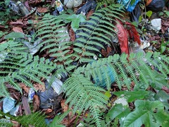 Pteris tripartita