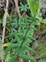 Pellaea ternifolia