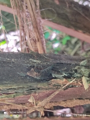 Anolis humilis