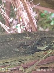 Anolis humilis