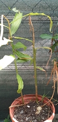 Zingiber officinale