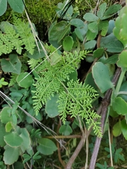 Myriopteris myriophylla