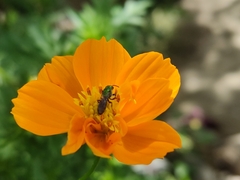 Calloceratina