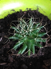 Mammillaria compressa