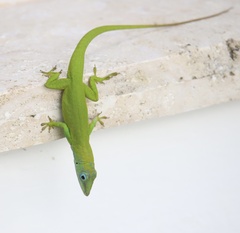 Anolis callainus