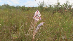 Gladiolus permeabilis permeabilis