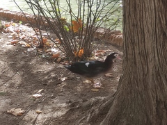 Cairina moschata domestica