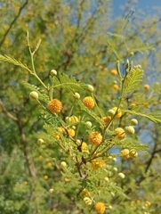 Vachellia aroma