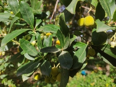 Arbutus unedo