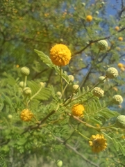 Vachellia aroma