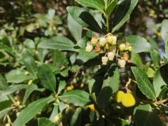 Arbutus unedo