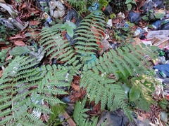 Pteris tripartita