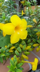 Allamanda cathartica