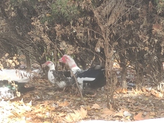 Cairina moschata domestica