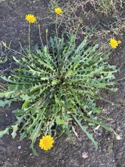 Hypochaeris radicata